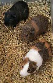 Porcellini d'india cavie