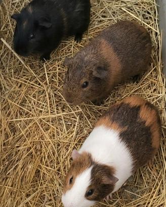 Porcellini d'india cavie