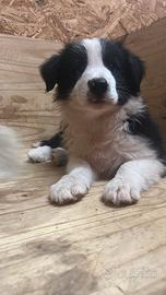 Cuccioli di Border Collie