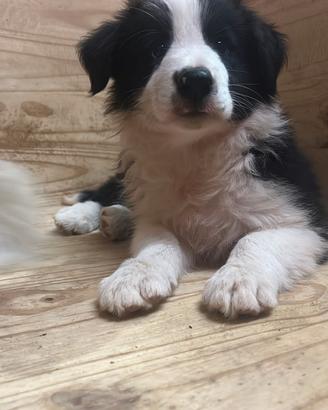 Cuccioli di Border Collie