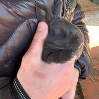 Cuccioli di conigli maschio