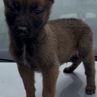 Cuccioli di pastore belga Malinois
