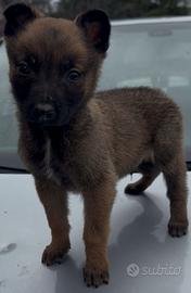 Cuccioli di pastore belga Malinois
