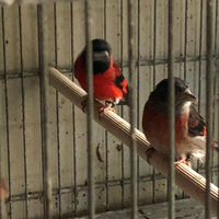 Uccelli cardinalini del Venezuela