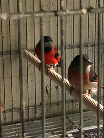 Uccelli cardinalini del Venezuela