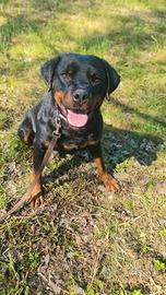 Cucciolone di rottweiler in adozione