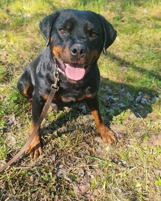 Cucciolone di rottweiler in adozione
