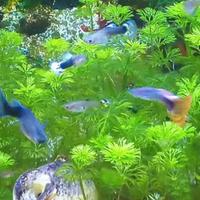 Guppy