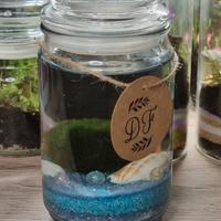 Alga Marimo