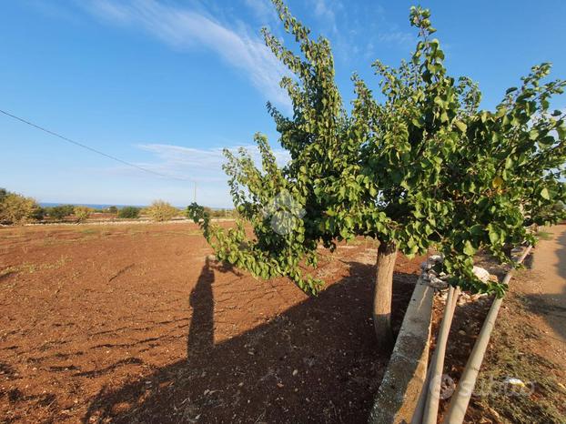 TER. AGRICOLO A POLIGNANO A MARE