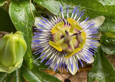 Piantine di passiflora