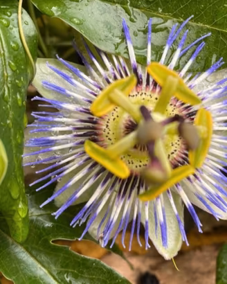 Piantine di passiflora