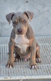 Pitbull ukc