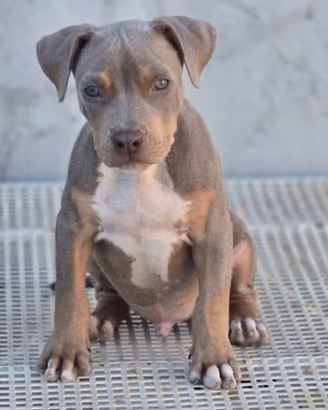 Pitbull ukc