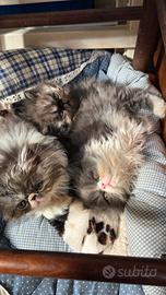 Cuccioli persiani ipertipici