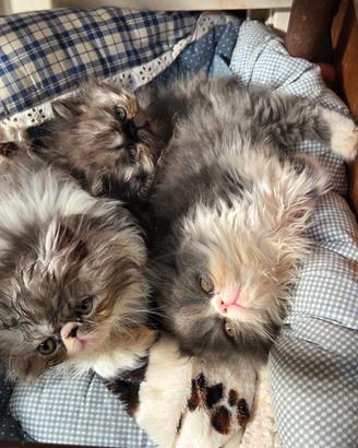 Cuccioli persiani ipertipici