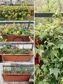 Piante verdi da balcone, vasi di fiori