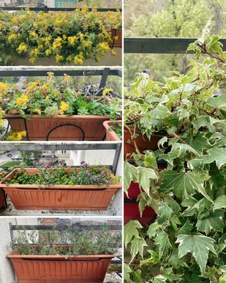 Piante verdi da balcone, vasi di fiori