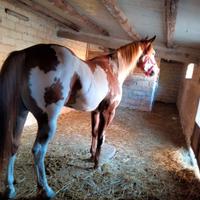 Stallone Paint morfologia