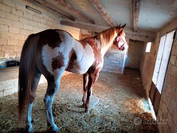 Stallone Paint morfologia