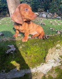 Maschietti di bassotto