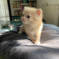 Gatto siberiano anallergico con pedigree