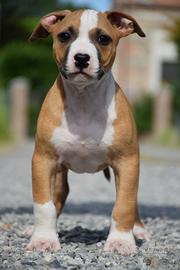 American Pitbull Terrier UKC