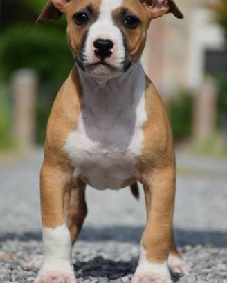 American Pitbull Terrier UKC