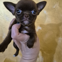 Chihuahua maschi mini mini