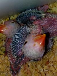 Parrocchetto dal collare viola pallid pastel pullo