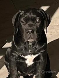 Cane corso cucciola