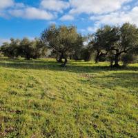 Barumini - Terreno agricolo con piante di ulivo