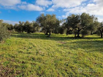Barumini - Terreno agricolo con piante di ulivo
