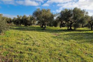 Barumini - Terreno agricolo con piante di ulivo