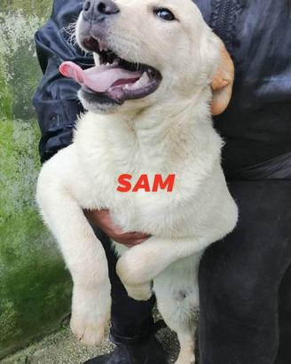Milu' Sally Sam