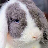 Minilop purissimi femmina bew 2 mesi e m.siamese 4