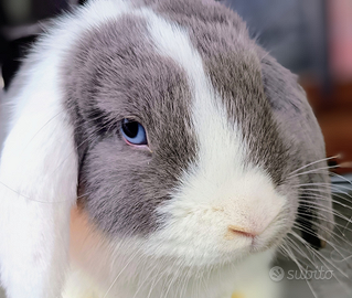 Minilop purissimi femmina bew 2 mesi e m.siamese 4