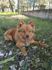 Dolce cagnolino 1 anno e mezzo