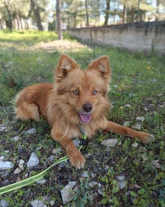 Dolce cagnolino 1 anno e mezzo