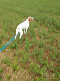 Pointer inglese
