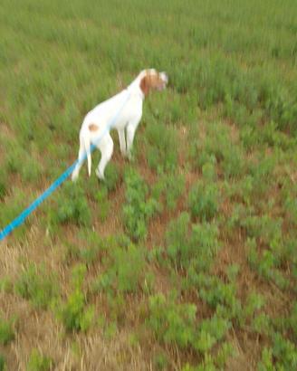 Pointer inglese