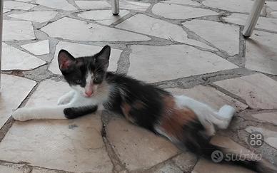 Si regala gattina dolcissima e giocherellona