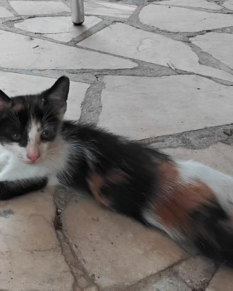 Si regala gattina dolcissima e giocherellona