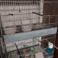 gabbie zincate da cova