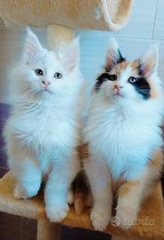 Maine coon fratello e sorella