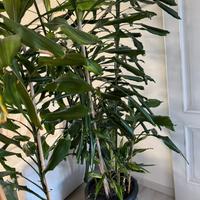 Pianta di Dracaena