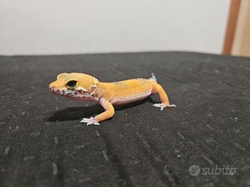 Gechi leopardini di 3 mesi