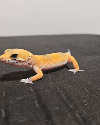 Gechi leopardini di 3 mesi