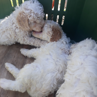 Cuccioli lagotto romagnolo