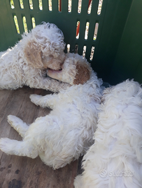 Cuccioli lagotto romagnolo